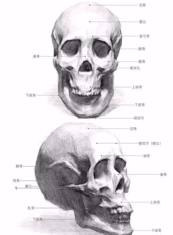 颧骨等等,人物面部的转折变化多与骨骼有关,因此这些骨骼是我们素描