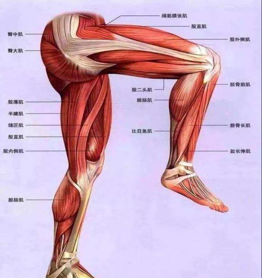 解剖位置:起于髂骨嵴前部,髂前上棘外侧和阔筋膜的