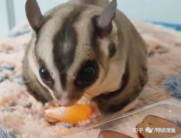 新宠到家蜜袋鼯饲养须知