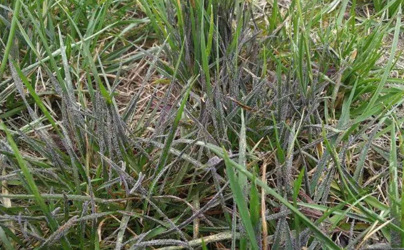 植保预警丨春季草坪5种常见病害需及时防治
