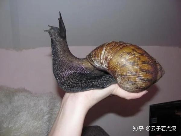 褐云玛瑙螺/图片来源:google