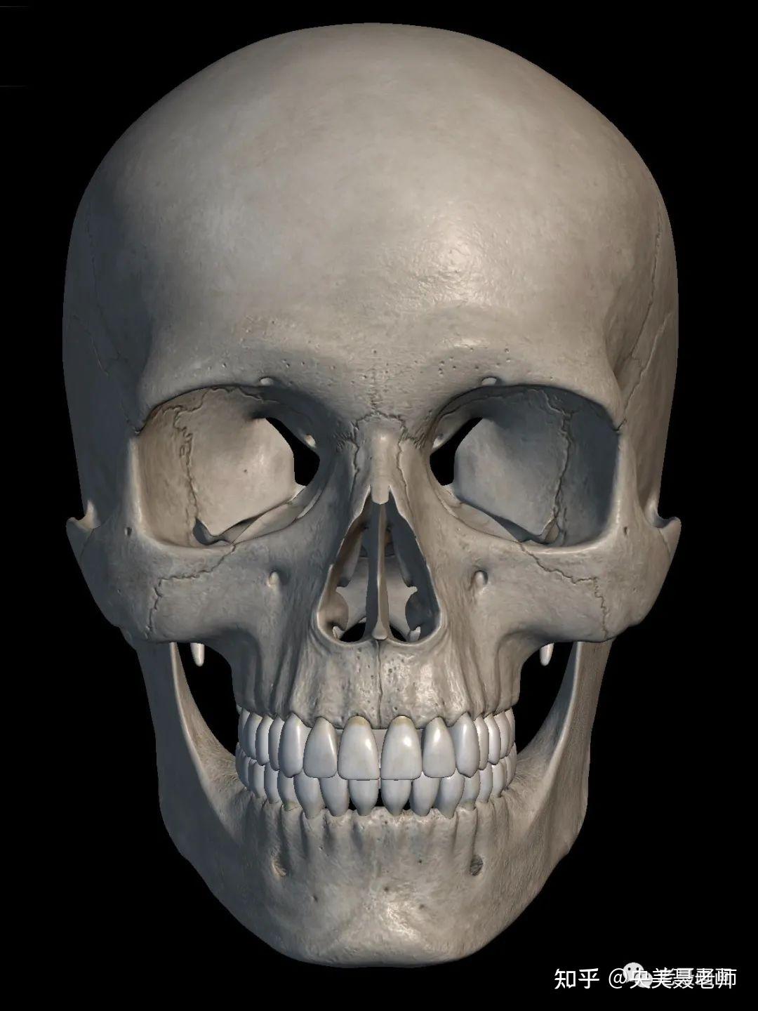 1,定出整体头骨大的框架,注意大小透视,以及头颅和下颌的形状特征2,铺