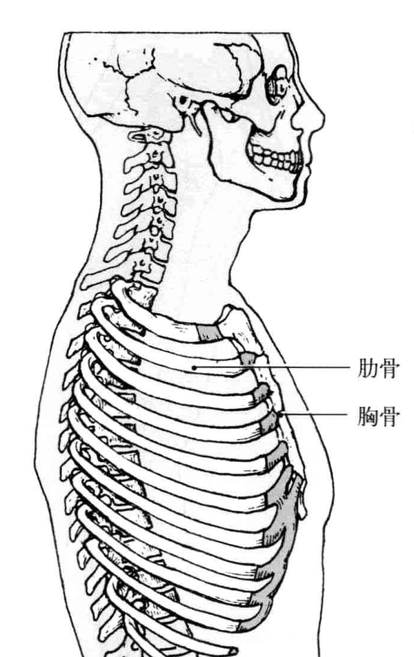 胸廓骨 胸骨: 是一块长形扁骨,区分为胸骨柄,胸骨体,剑突3个部分.