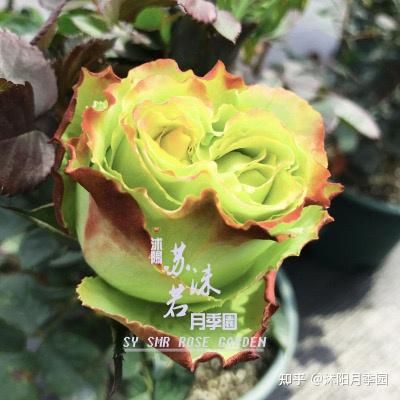 简介:苏萨是一款来自荷兰的切花月季品种,它的花瓣是混色的,有绿色
