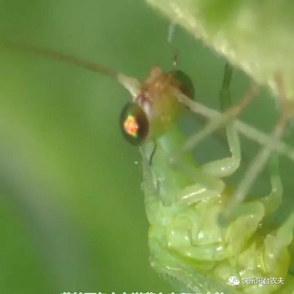 一颗长满蚜虫的蔬菜被移进有机菜园十五天后奇迹出现了