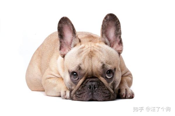 法国斗牛犬难产如何快速解决?
