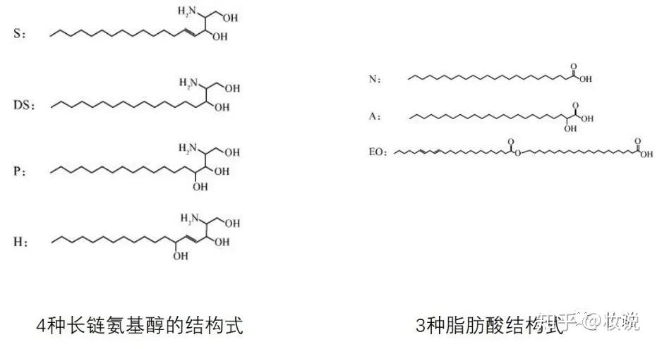 即使神经酰胺的结构相同,也可以根据分子的大小(链长)进一步细分.
