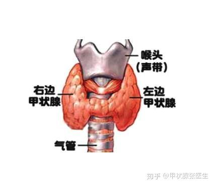 甲状腺出了问题,心脏也会受牵连!