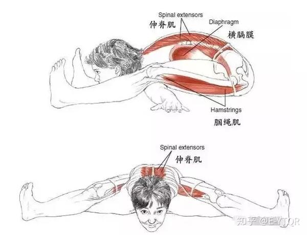 瑜伽体式龟式详解-体式神话