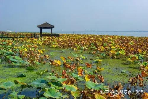 阳澄湖除了吃大闸蟹其实也可以旅游二莲花岛