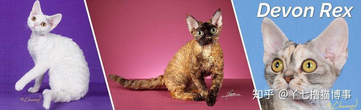 德文卷毛猫 devon rex