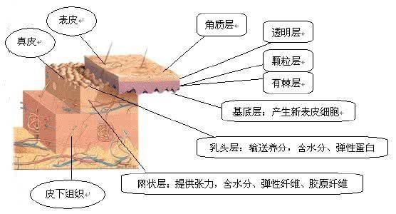 讲护肤 | 千万要保护好自己的"皮肤屏障"