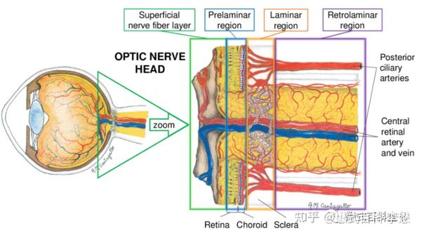 视神经结构(图片来自网络)