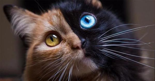 动物也有嵌合体,图为名为quimera的网红猫,拥有几乎完美对称的阴阳脸