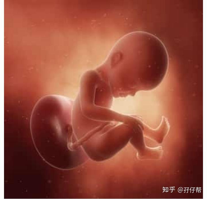 b超孕27周的双胞胎胎儿影像图