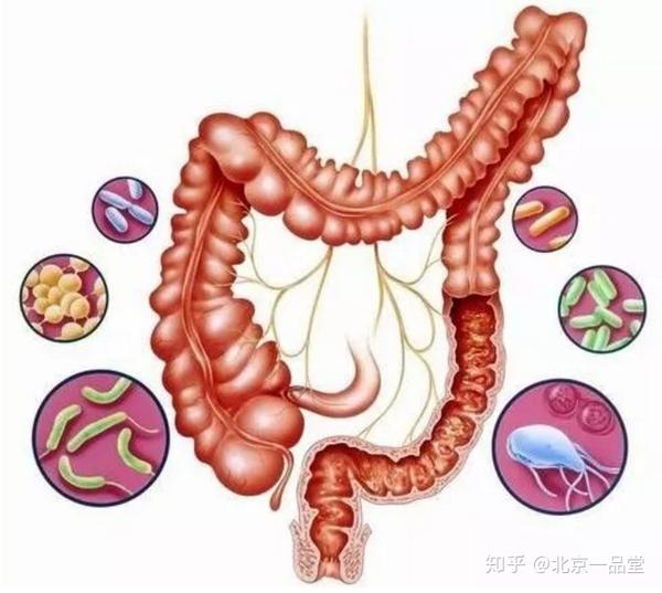 肠道是危重症患者发生多器官功能障碍的发动机