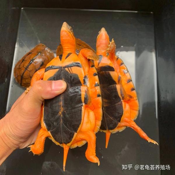 越南品种金钱龟(大米)