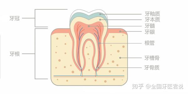 牙齿从外向内有 牙釉质,牙本质和牙髓三层.