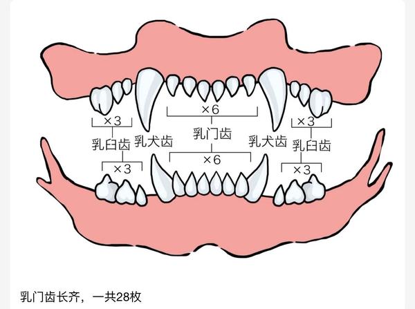 门齿上下各6枚,犬齿上下各2枚,前臼齿上下各6枚.