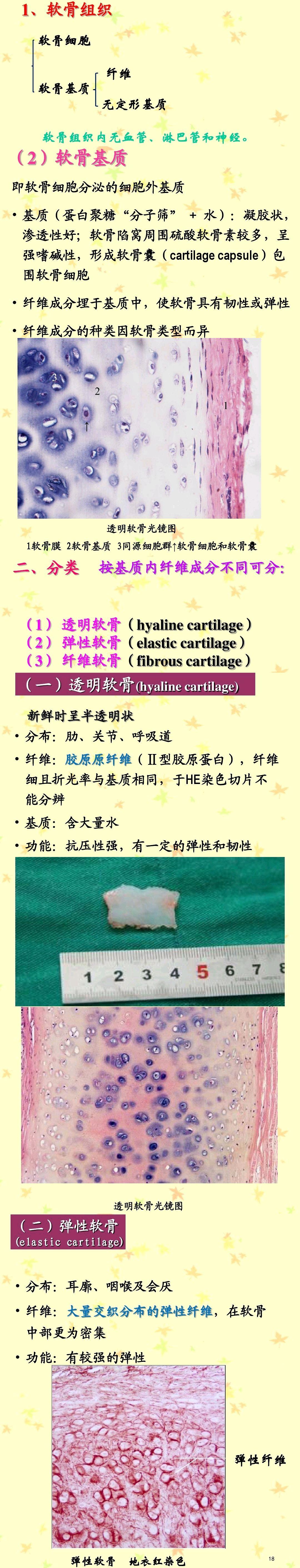 弹性软透明软骨和纤维软骨的不同本质上是因为什么