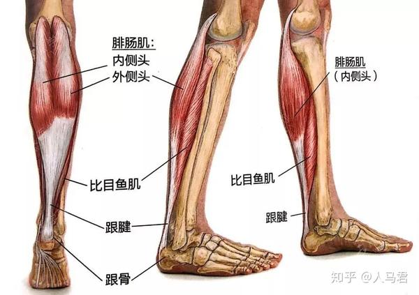 而腓肠肌会在收缩时把胫骨向前拉,股骨向后拉,也就是膝伸,过度紧张的