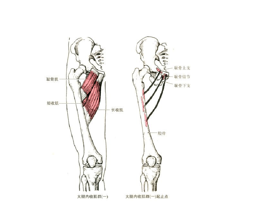 o型腿: 放松(髋外展外旋肌):臀大肌,臀中肌,阔筋膜张肌等 加强(大腿