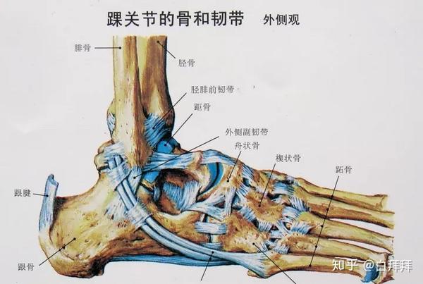 右脚踝韧带断裂跟腓断裂治疗记录ni