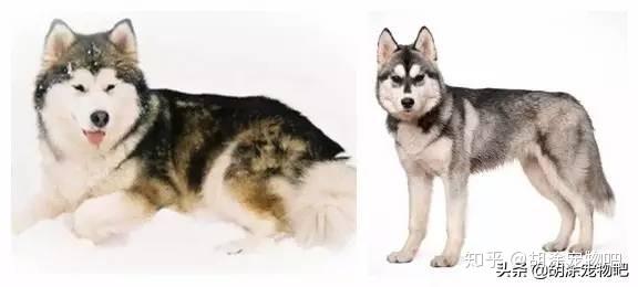 萌宠百科——哈士奇—西伯利亚雪橇犬(siberian husky
