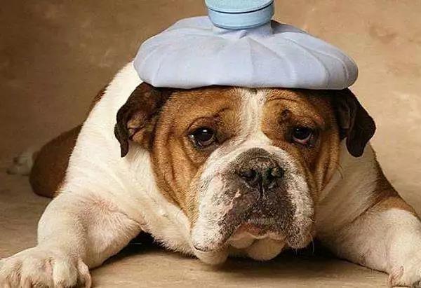狗狗肾功能不全的原因是什么?如何治疗和改善
