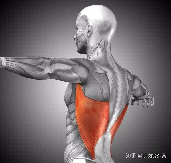背阔肌可以使肩关节进行内收或者后伸,还可以作用于其他关节,使肩胛