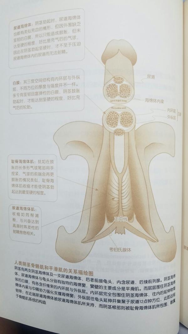 丁丁原来长这样!