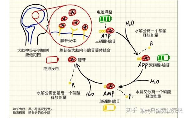 atp水解生成腺苷的过程(来源见水印)