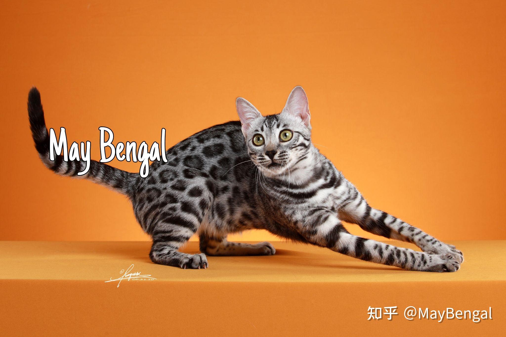 孟加拉豹猫银豹芝士写真771