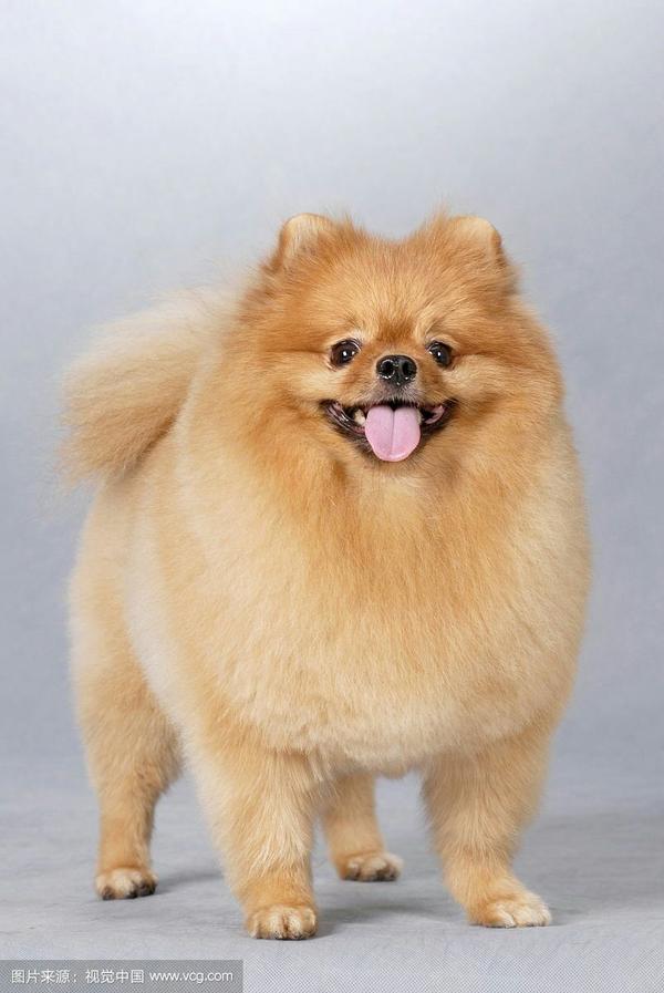 大家认为哪种小型犬最可爱?