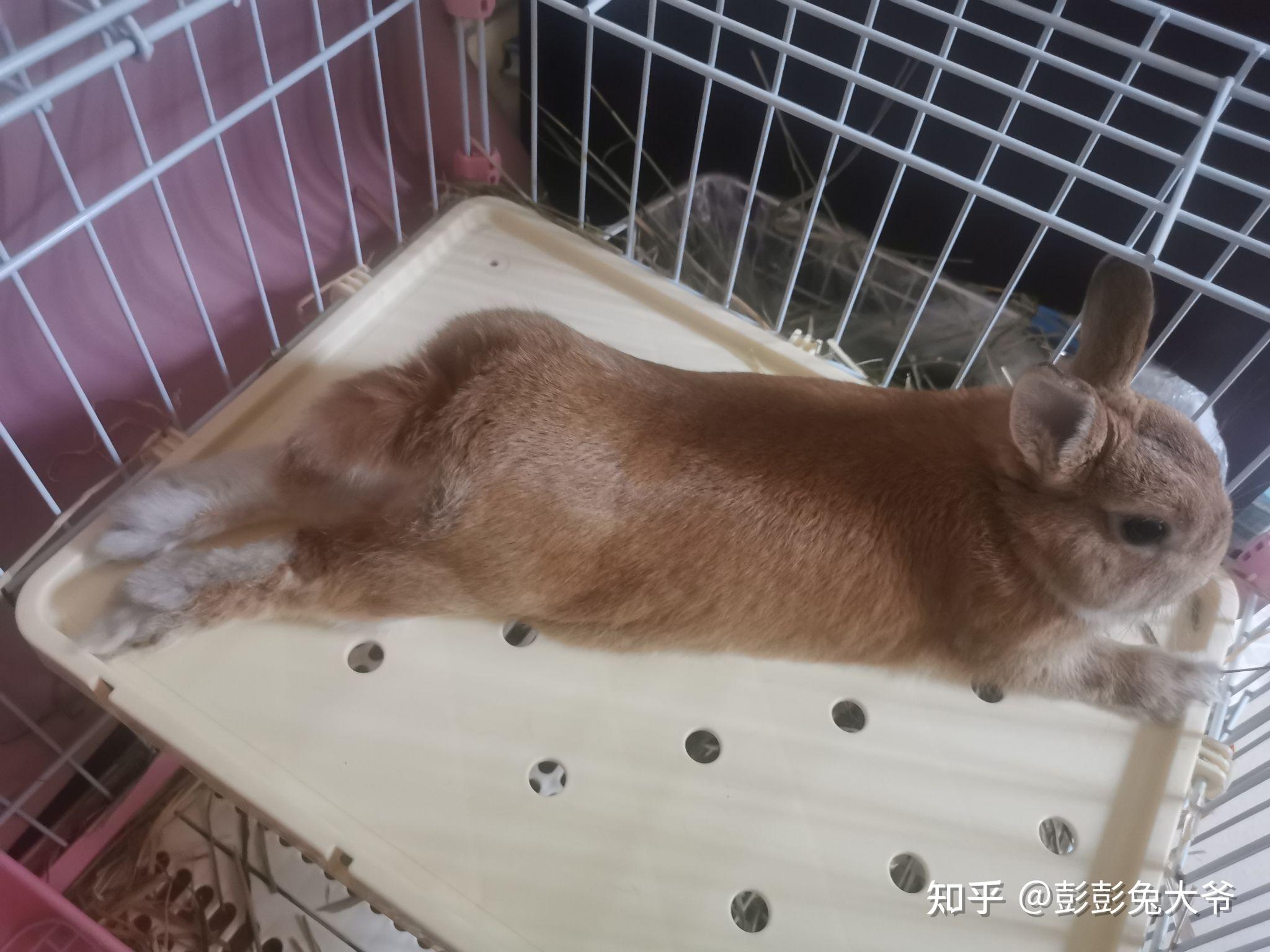 家养的兔子怎么睡觉
