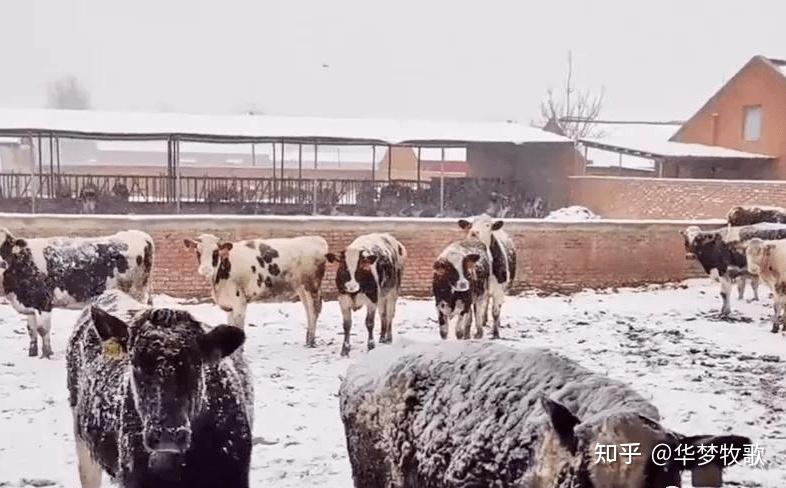 河南华牧养殖新闻报道牛棚被大雪压塌养殖户含泪建议多做好养牛管理