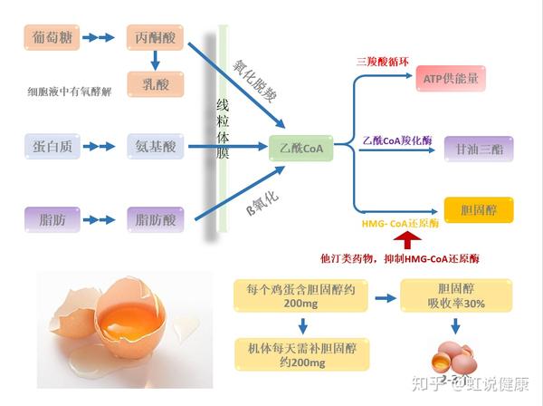 他汀类药物"吃"还是"不吃?