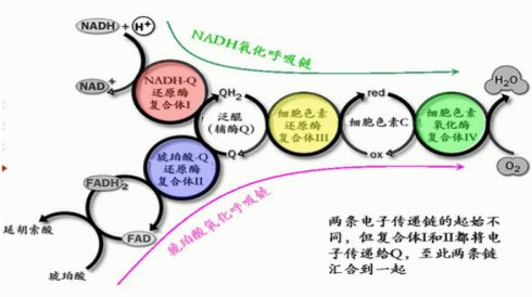 之前产生的所有nadh和fadh2(或部分)进入电子传递链,在多种酶和辅酶