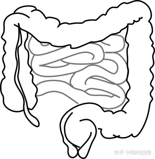 肠道的长度约是身高的4-5倍 肠道分小肠,大肠,成人的小肠,大肠长度