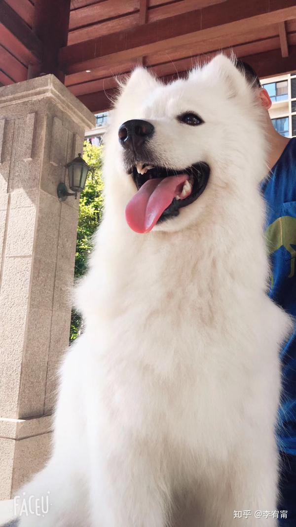 萨摩耶和柴犬,哪个比较好养?