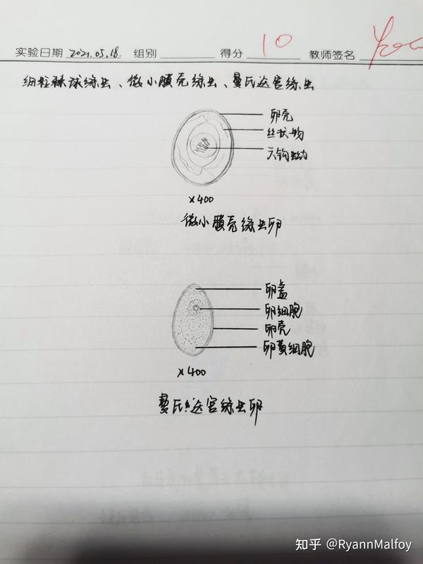 寄生虫手绘图 - 知乎