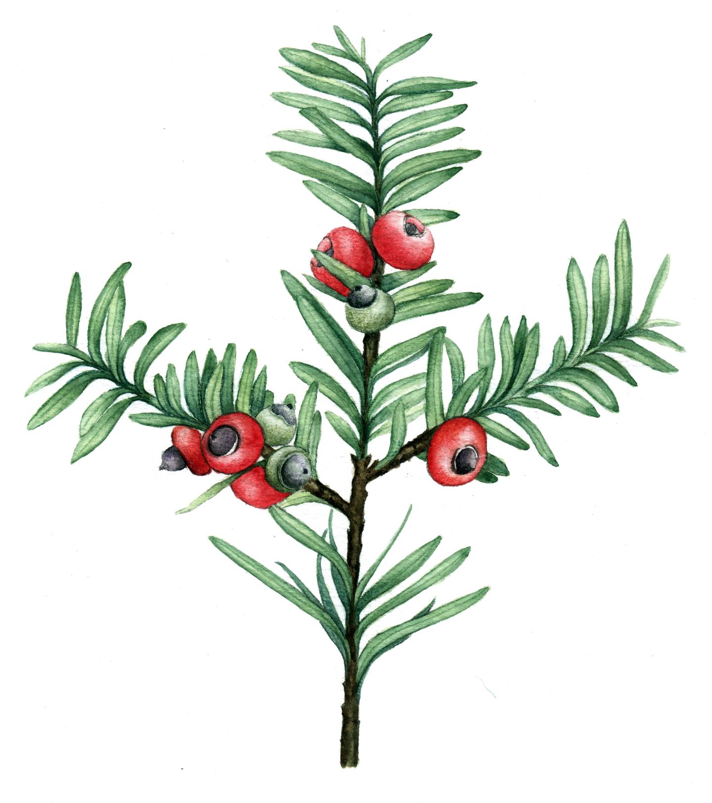 科学绘画裸子植物类的红豆杉家族成员
