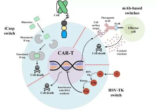 cart用于t细胞恶性肿瘤治疗的三大挑战以及策略