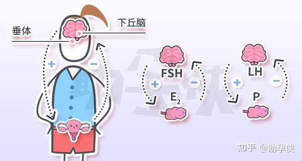 备孕期会出现的激素异常雌激素优势是怎么回事