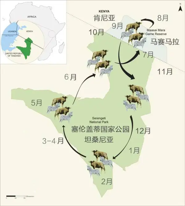 蜂巢栅栏gps追踪看他们如何花式保护大象