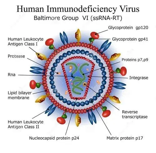 艾滋病病毒hiv研究系列产品