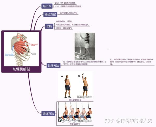 前锯肌解剖思维导图:起止点 功能 锻炼方法  拉伸方法