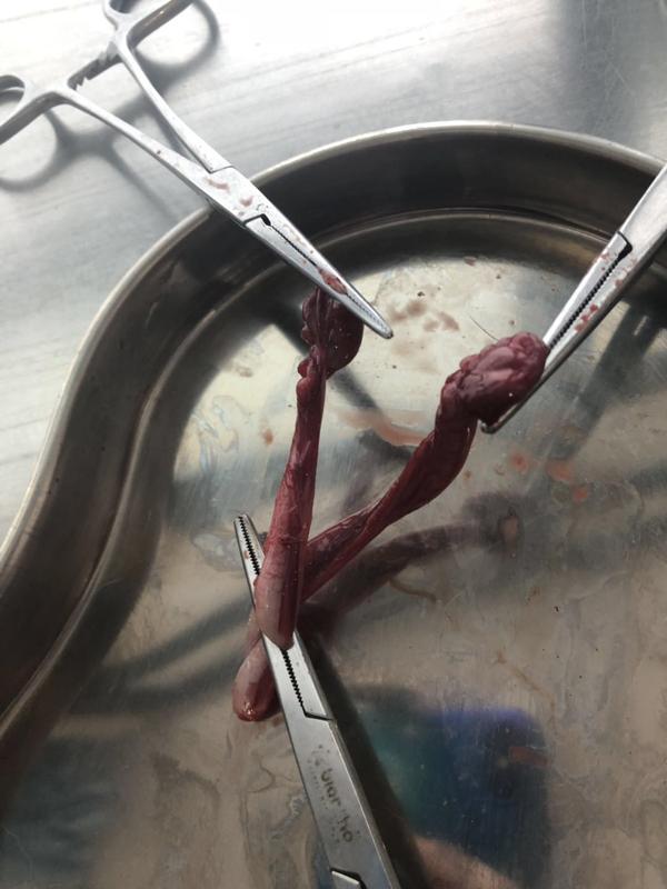 母猫发情期绝育笔记