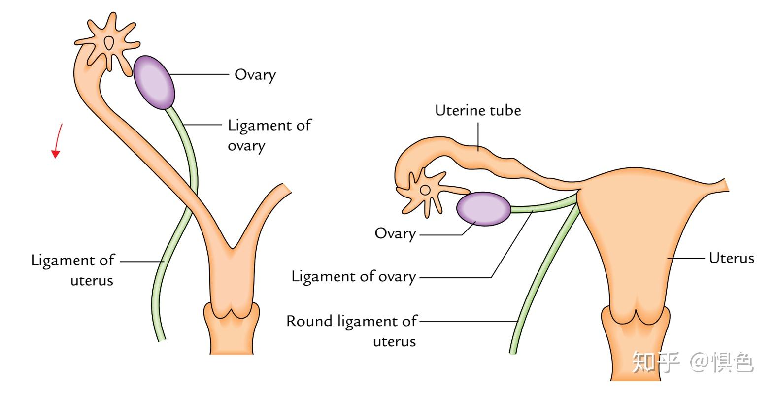 图b注释:以上三种系膜均属于阔韧带mesometrium 子宫系膜mesosalpinx