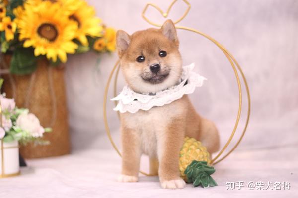 柴犬幼犬怎么看品相,如何辨别纯种柴犬